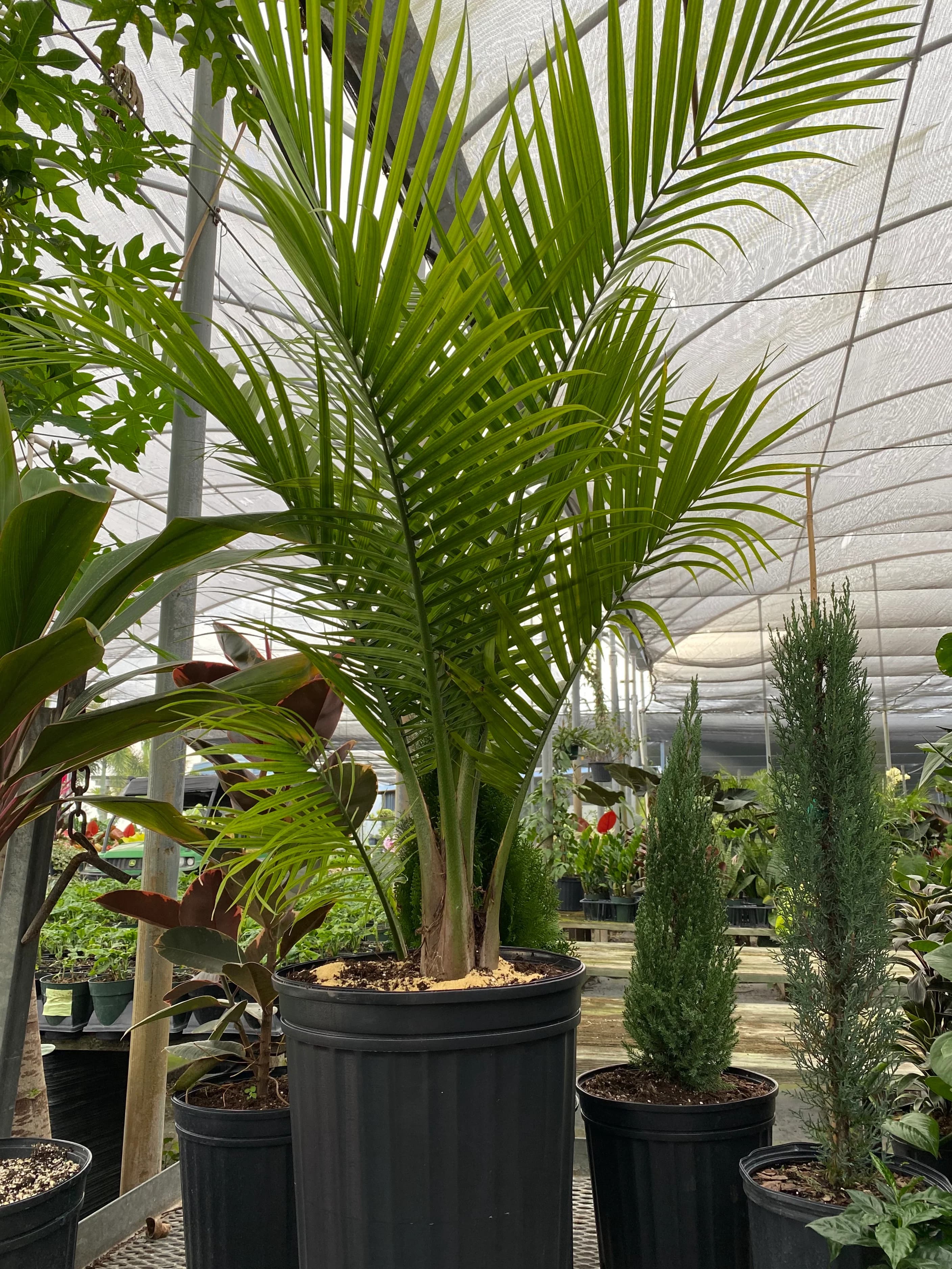Majesty Palm