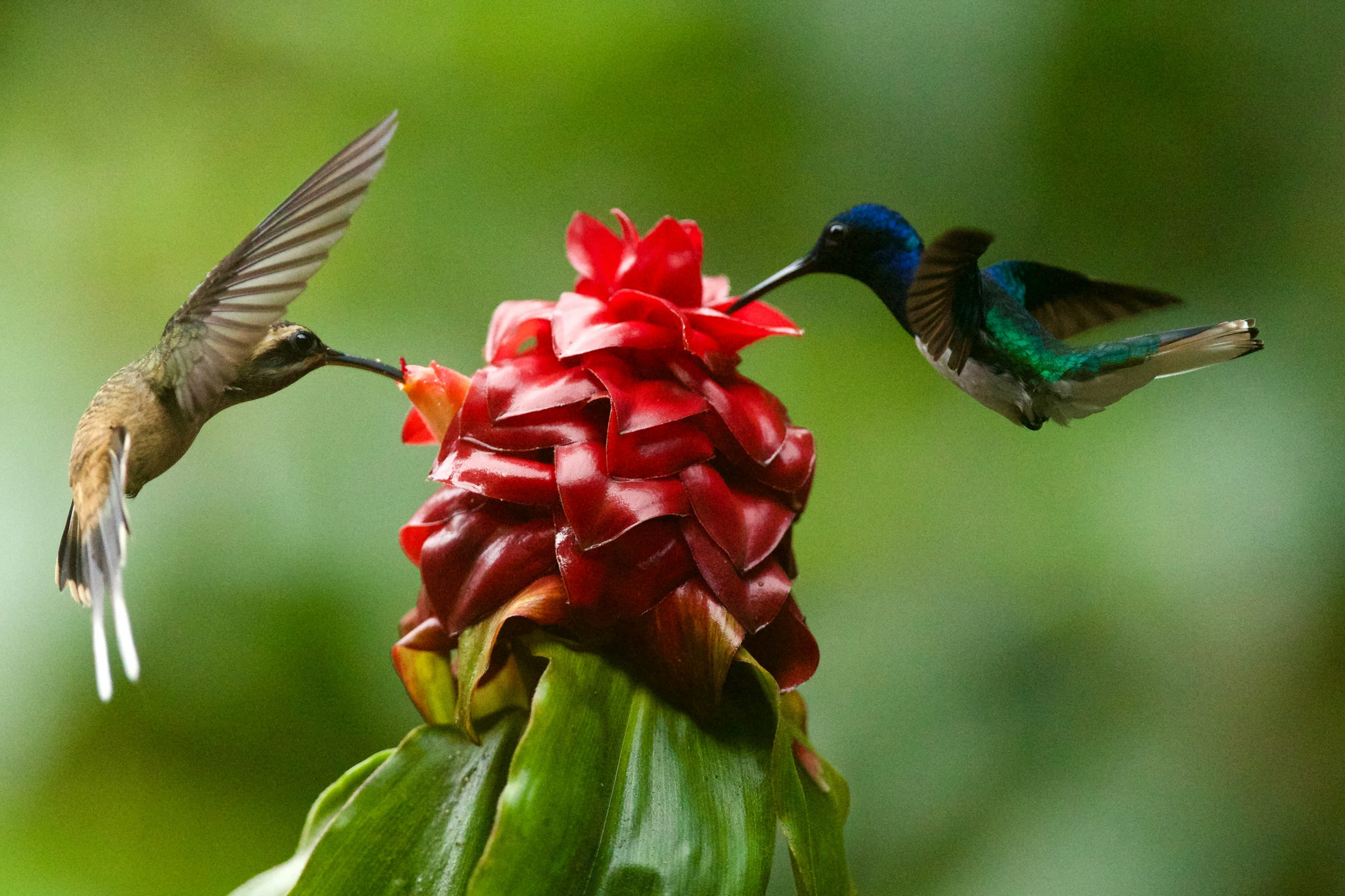 Tropical plants background
